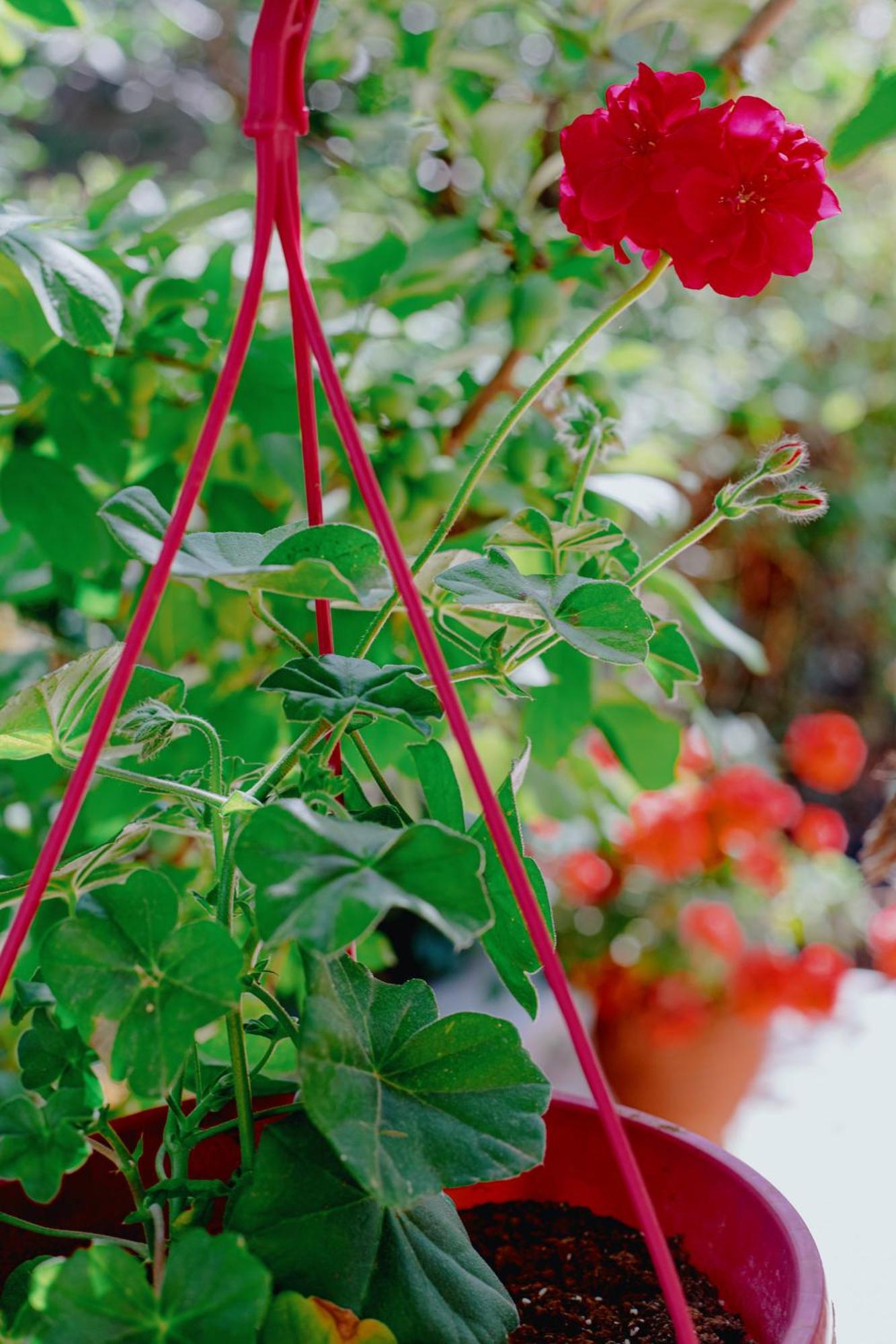 Apartment Garden View